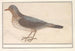 the Thrush, Turdus pilaris - Anselmus Botius de Boodt — artwork view