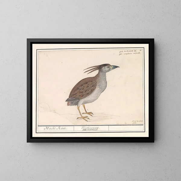 Heron aschgrau - Anselmus Botius de Boodt — gerahmtes Bild an der Wand