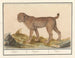 Lynx, Tiger - Anselmus Botius de Boodt — Ansicht des Kunstwerks