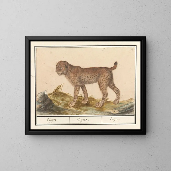 Lynx, Tiger - Anselmus Botius de Boodt — gerahmtes Bild an der Wand