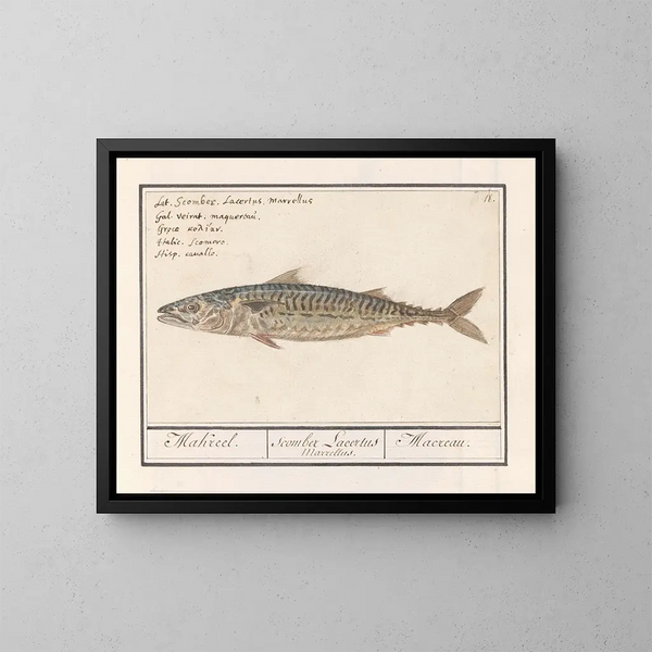 Makrele Scombre scombrus Makrele Scombre Lacertus Marrellus Macreau - Anselmus Botius de Boodt — gerahmtes Bild an der Wand