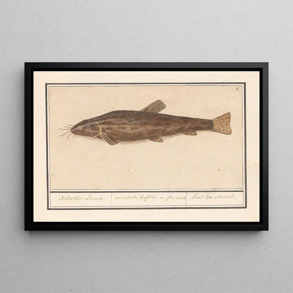Anselmus Botius de Boodt - Meerval Siluridae Schelde Leeuw mustela fosfilis seu fluviatalis Lion de riviere.webp