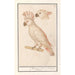Cacatoès delle Molucche Cacatua moluccensis - Anselmus Botius de Boodt — vista dell’opera