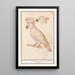Cacatoès delle Molucche Cacatua moluccensis - Anselmus Botius de Boodt — quadro incorniciato alla parete