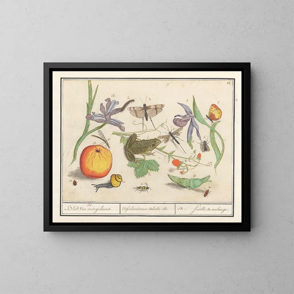 Ensemble d'histoire naturelle n° 12 Feuille de mélange - Anselmus Botius de Boodt — gerahmtes Bild an der Wand