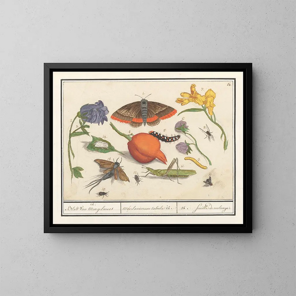 Naturhistorisches Ensemble Gemälde Nr. 14 Mischblatt - Anselmus Botius de Boodt — gerahmtes Bild an der Wand