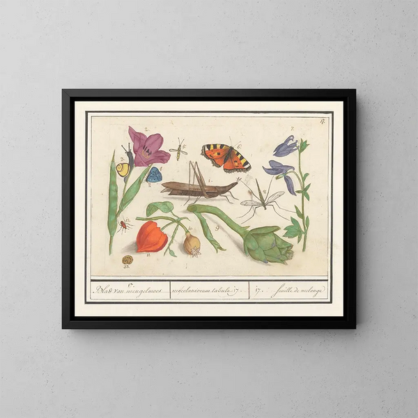 Naturwissenschaftliches Ensemble Nr. 17 Mischblatt - Anselmus Botius de Boodt — gerahmtes Bild an der Wand