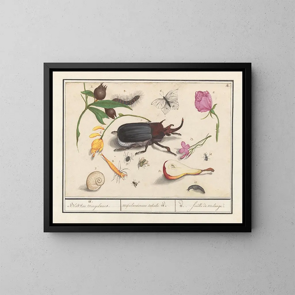 Ensemble naturaliste n° 18 - Anselmus Botius de Boodt — gerahmtes Bild an der Wand