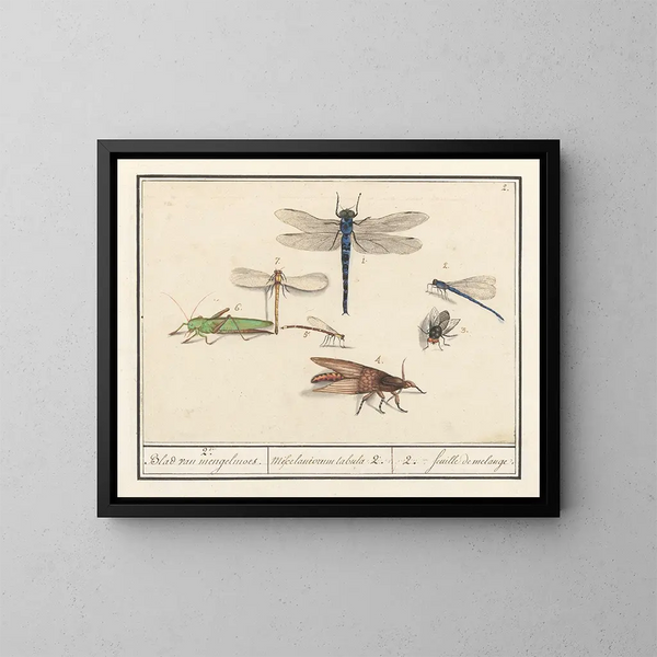 Naturwissenschaftliches Ensemble Nr. 2 Mischblatt - Anselmus Botius de Boodt — gerahmtes Bild an der Wand