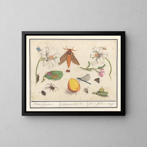 Naturwissenschaftliches Ensemble Nr. 5 Mischblatt - Anselmus Botius de Boodt — gerahmtes Bild an der Wand