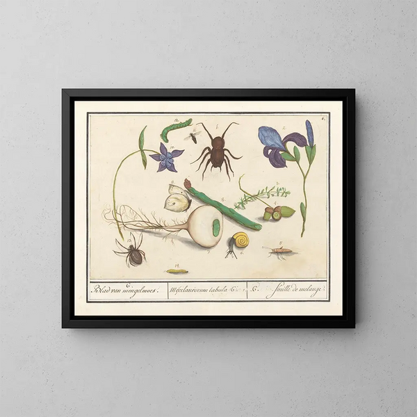 Ensemble de l'histoire naturelle n° 6 Feuille de mélange - Anselmus Botius de Boodt — gerahmtes Bild an der Wand