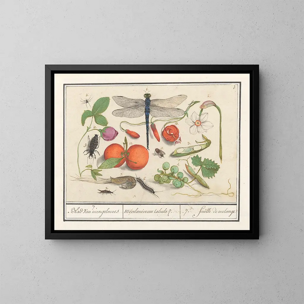 Ensemble d'histoire naturelle n° 7 Feuille de mélange - Anselmus Botius de Boodt — gerahmtes Bild an der Wand