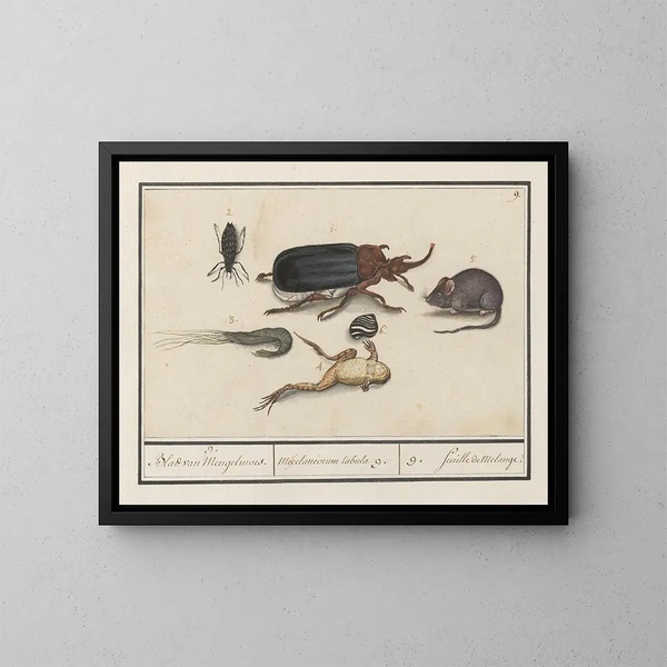 Ensemble d'histoire naturelle n° 9 Feuille de mélange - Anselmus Botius de Boodt — gerahmtes Bild an der Wand