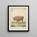 Bœuf Bos taurus bœufs Bos Bœuf - Anselmus Botius de Boodt — gerahmtes Bild an der Wand