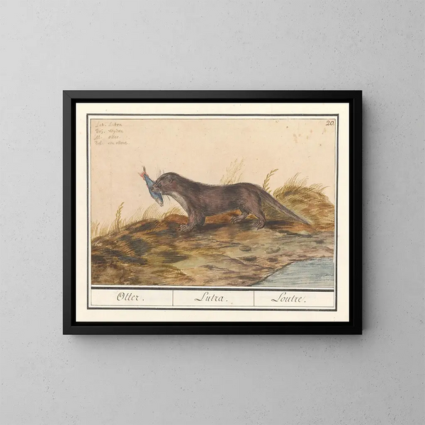 Loutre (Lutra lutra) - Anselmus Botius de Boodt — gerahmtes Bild an der Wand
