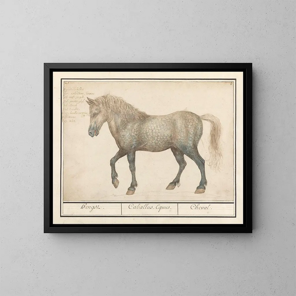 Pferd - Anselmus Botius de Boodt — gerahmtes Bild an der Wand