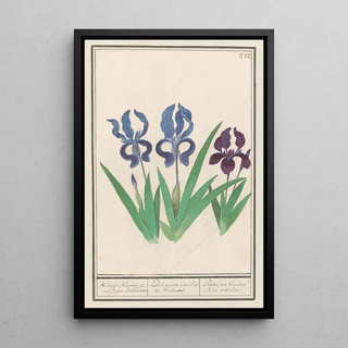 Anselmus Botius de Boodt - Paarse iris Iris germanica.webp