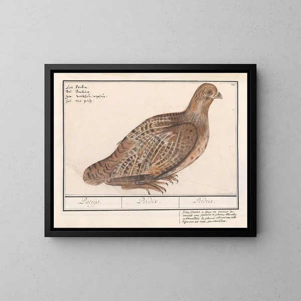 Perdrix perdrix - Anselmus Botius de Boodt — gerahmtes Bild an der Wand