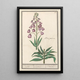 Anselmus Botius de Boodt - Perzische lelie Fritillaria persica Purper persiaensche Lelie Lilium persicum purpureum Lys de Perse Violet.webp