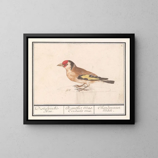 Putter des Stieglitz Carduelis carduelis - Anselmus Botius de Boodt — gerahmtes Bild an der Wand