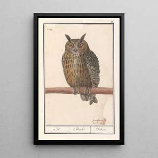 Anselmus Botius de Boodt - Ransuil Asio otus uijl Bubo hibou.webp