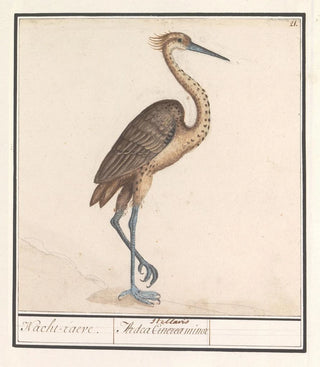 Anselmus Botius de Boodt - Reiger Ardea.webp