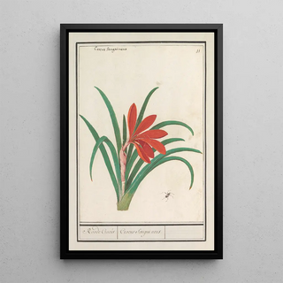 Anselmus Botius de Boodt - Rode krokus Crocus Roode Crocus Crocus Sanguineus.webp