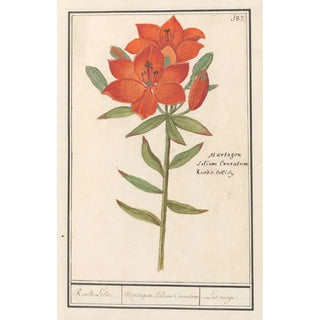 Anselmus Botius de Boodt - Rode lelie Lilium Roode Lelie Martagon lilium Cruentum Lis rouge.webp