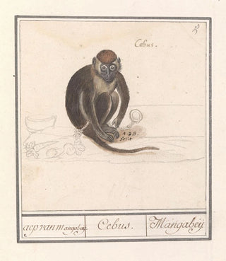 Anselmus Botius de Boodt - Roodkopmangabey Cercocebus torquatus aep van Mangabaij Cebus Mangabeij.webp