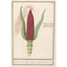 di mais ornamentale Zea mays Rood turks Cooren frumentum indicum rubrum Bled de turquie rouge - Anselmus Botius de Boodt — vista dell’opera