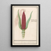 di mais ornamentale Zea mays Rood turks Cooren frumentum indicum rubrum Bled de turquie rouge - Anselmus Botius de Boodt — quadro incorniciato alla parete
