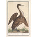 Anhinga Anhinga - Anselmus Botius de Boodt — vista dell’opera