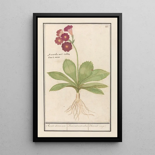 Anselmus Botius de Boodt - Sleutelbloem Primula Roode Beeren oore Auricula ursi rubra Auricule rouge.webp