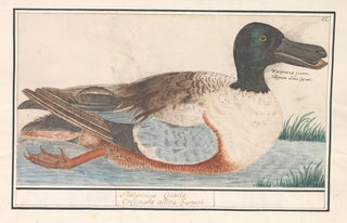 Anselmus Botius de Boodt - Slobeend Anas clypeata.webp