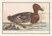 Canard siffleur (Anas penelope) - Anselmus Botius de Boodt — vista dell’opera