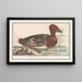 Canard siffleur (Anas penelope) - Anselmus Botius de Boodt — quadro incorniciato alla parete