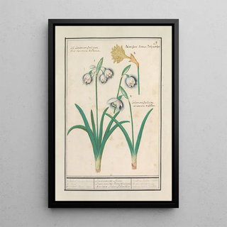Anselmus Botius de Boodt - Sneeuwklokjes Galanthus en een narcis Narcissus.webp