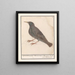 Storno comune Sturnus vulgaris - Anselmus Botius de Boodt — quadro incorniciato alla parete