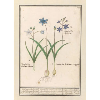 Anselmus Botius de Boodt - Sterhyacint Scilla.webp