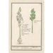 Scille stellata Scilla cipolla dei campi ornithogalo scilla hispanica clusu Asodille - Anselmus Botius de Boodt