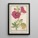 Rosen-Malve Alcea rosea Einfachrose des Winters Malva rosea hiemalis Passerose in einfacher Blüte - Anselmus Botius de Boodt