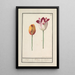 Tulipano Tulipa - Anselmus Botius de Boodt — quadro incorniciato alla parete