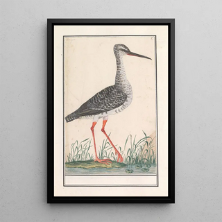 Anselmus Botius de Boodt - Tureluur Tringa totanus.webp