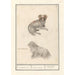 Due cani Canis lupus familiaris 1 2 cane irlandese 1 2 Canis irlandicus - Anselmus Botius de Boodt — vista dell’opera