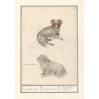 Anselmus Botius de Boodt - Twee honden Canis lupus familiaris 1 2 irlandschen hond 1 2 Canis irlandicus.webp