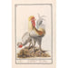 Reproduktion des Gemäldes Zwei Hühner Gallus gallus domesticus - Anselmus Botius de Boodt