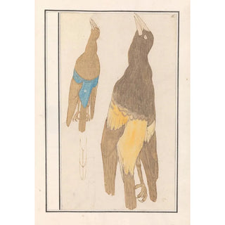 Anselmus Botius de Boodt - Twee vogels.webp