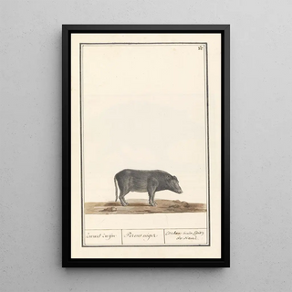Anselmus Botius de Boodt - Varken Sus scrofa domesticus Zwart zwijn Porcus niger Cochon noir dit de siam.webp