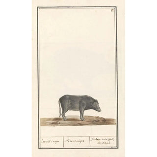 Anselmus Botius de Boodt - Varken Sus scrofa domesticus Zwart zwijn Porcus niger Cochon noir dit de siam.webp