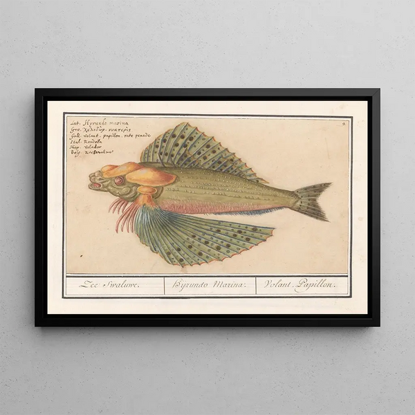 Anselmus Botius de Boodt - Vliegende vis Exocoetidae Zee swaluwe Hyrundo Marina Volant Papillon.webp